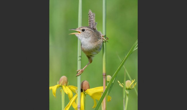 Конкурс фотографий The 2024 Audubon Photography Awards