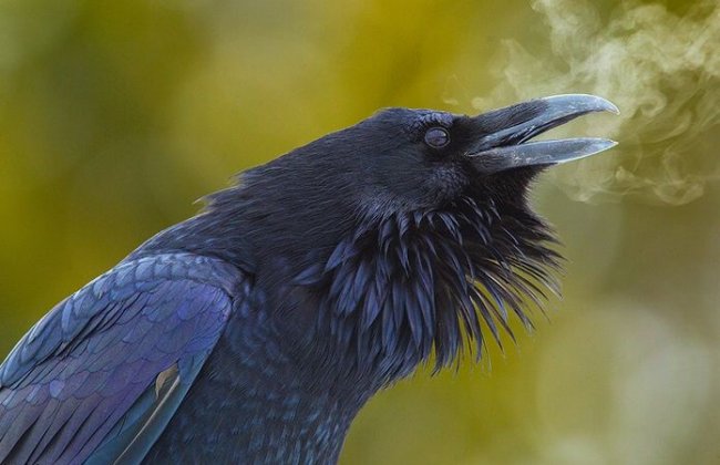 Удивительные факты о воронах