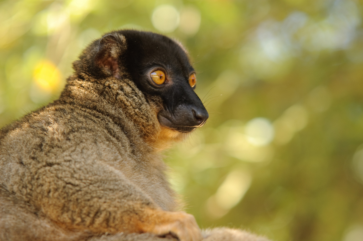 Мадагаскарский лемур