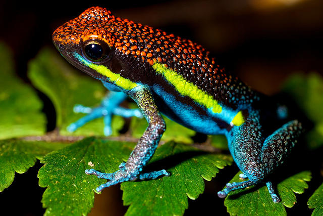 10 удивительных животных тропических лесов