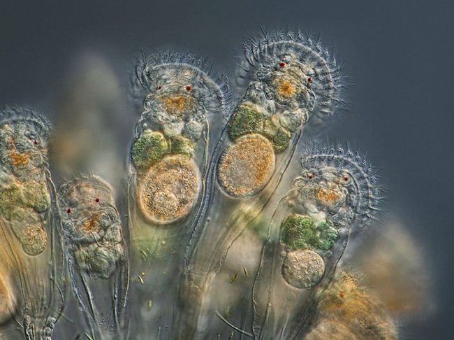 20 фотографий победителей Nikon Small World Photomicrography Competition