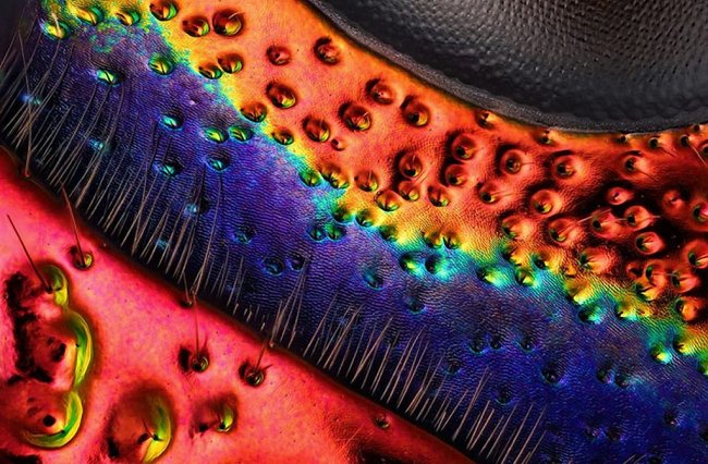 20 фотографий победителей Nikon Small World Photomicrography Competition