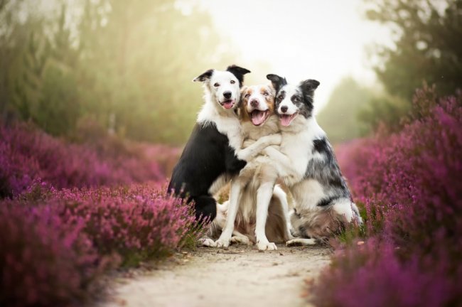 Яркие и живые портреты собак