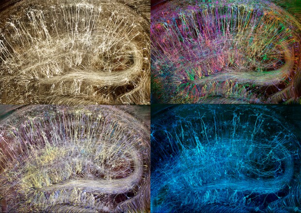 Эстетика и изысканность человеческого мозга в искусстве Грега Данна
