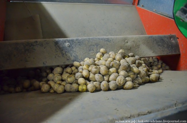Как выращивают, собирают и обрабатывают картошку