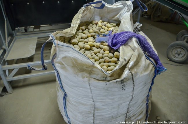 Как выращивают, собирают и обрабатывают картошку