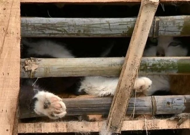 Активисты спасли тысячи котов