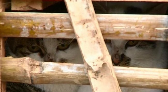Активисты спасли тысячи котов