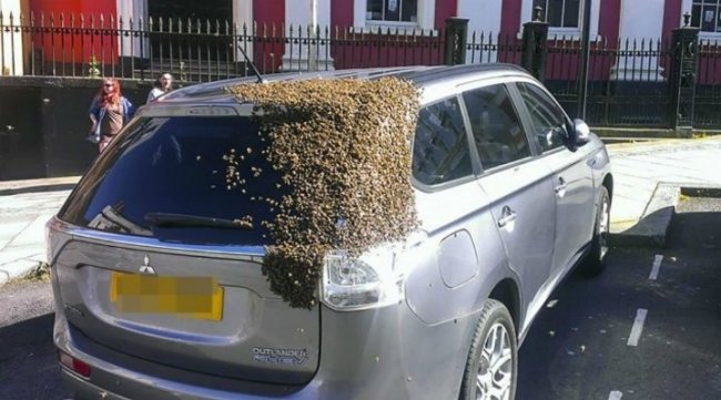 Рой из 20000 пчел два дня гнался за машиной