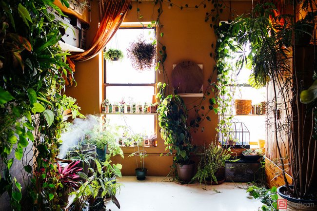 В городских джунглях: модель из Нью-Йорка выращивает в квартире более 500 растений