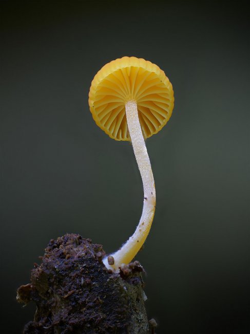 Самые необычные и странные грибы в мире от австралийского фотографа