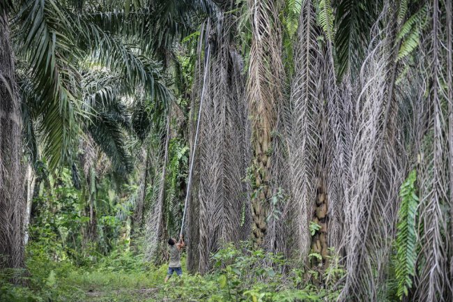 Производство пальмового масла