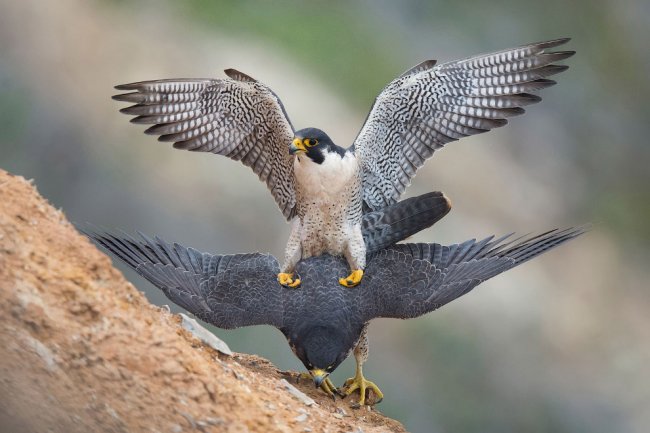 Удивительные фото птиц с конкурса Audubon Photography Awards 2017