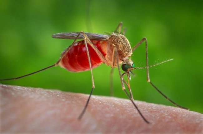 Как спастись от зуда после укуса комара