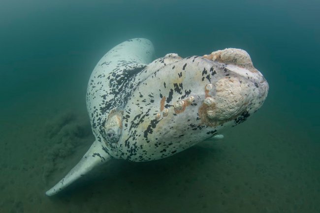 Победители конкурса подводной фотографии Ocean Art 2022