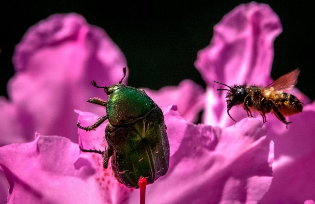 Мир насекомых