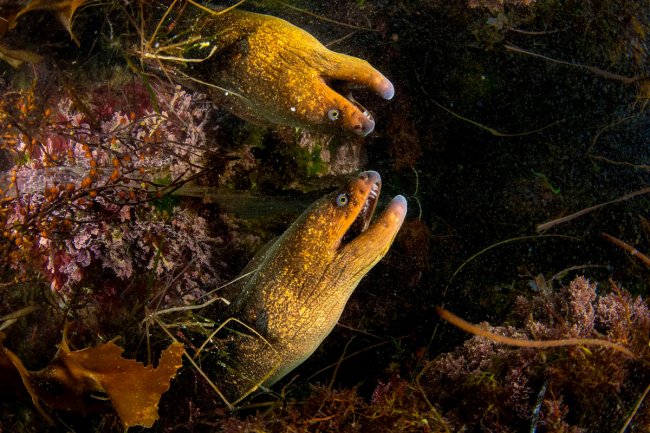 Финалисты подводного конкурса Ocean Photographer of the Year 2024